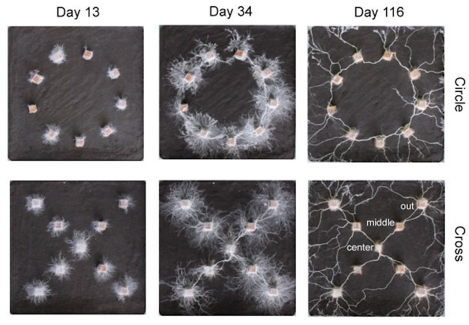 Fungal mycelial networks connecting wood blocks arranged in circle (left) and cross (right) shapes. ©Yu Fukasawa et al.